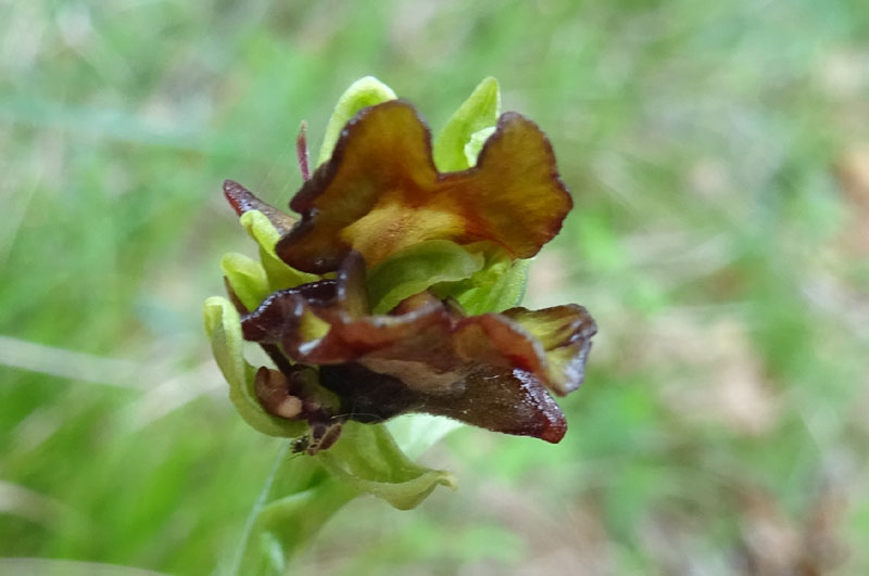 Lusus ? aberrazione ?....lusus di Ophrys insectifera